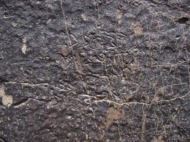 الشرعي ضركام19